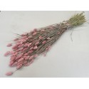 PHALARIS FROSTED PINK