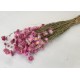 ACROCLINEUM ROZE NATUREL