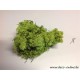 MOUSSE D'ISLANDE STABILISEE VERT POMME+/-450GR