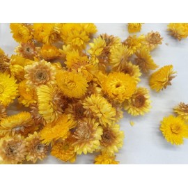 HELICHRYSUM TÊTES JAUNE +/-100GR