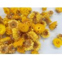 HELICHRYSUM TÊTES JAUNE +/-100GR