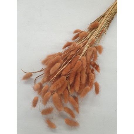 LAGURUS OVATUS TERRACOTTA +/-100GR