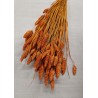 PHALARIS ORANGE