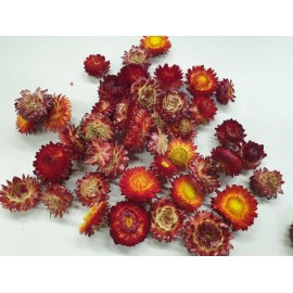 HELICHRYSUM TÊTES ROUGE +/-100GR