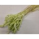 LAGURUS VERT CLAIR +/-100GR