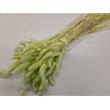 LAGURUS VERT CLAIR +/-100GR