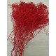 GYPSOPHILA MINI ROOD +/-100GR