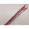 CHATONS DE SAULE ROUGE 70-80CM 8PCS