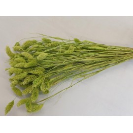 PAHLARAIS LIME GREEN +/-100GR