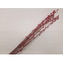 CHATONS DE SAULE ROUGE 70-80CM 8PCS