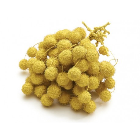FRUIT DU PLATANE JAUNE 