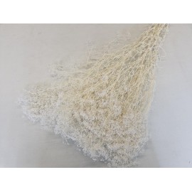 GYPSOPHILA MINI GEBLEEKT +/-100GR