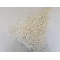 GYPSOPHILA MINI GEBLEEKT +/-100GR
