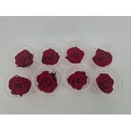 ROSE STABILISEE (MEDIUM OPEN) +/-4.5CM BORDEAUX 8PCS