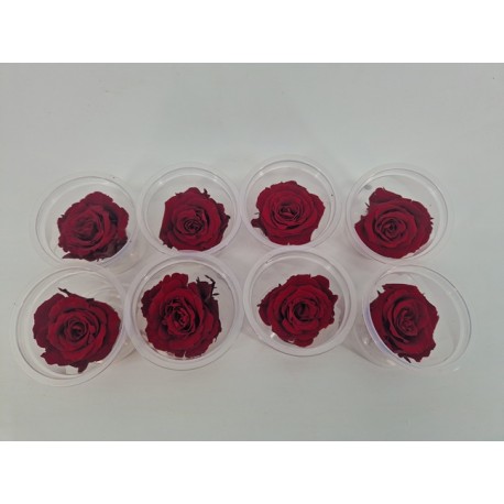 GECONSERVEERDE ROOS (MEDIUM OPEN) +/-4.5CM BORDEAUX 8ST