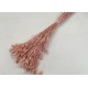 PHALARIS POEDERROZE +/-100GR