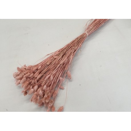 PHALARIS POEDERROZE +/-100GR