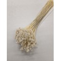 HILL FLOWER GEBLEEKT +/- 150GR