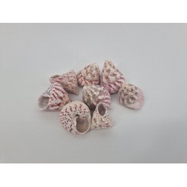 SCHELPEN TROCA ROOD +/-200GR