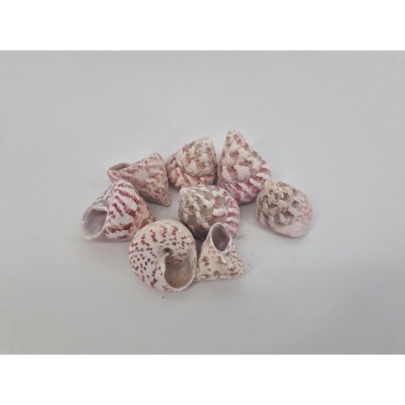 COQUILLES TROCA ROUGE +/-200GR