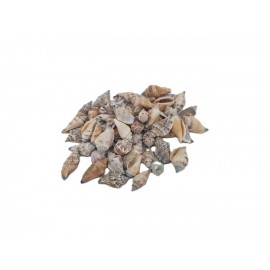 COQUILLES STROMBUS URCEUS +/-100GR