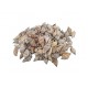 SCHELPEN STROMBUS URCEUS +/-550GR