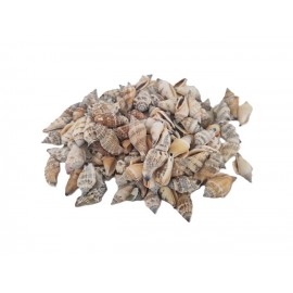 SCHELPEN STROMBUS URCEUS +/-550GR