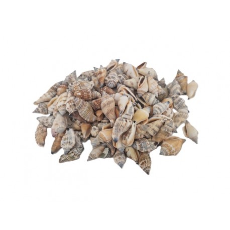 SCHELPEN STROMBUS URCEUS +/-550GR