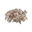 SCHELPEN STROMBUS URCEUS +/-550GR