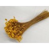 GLIXIA JAUNE +/-100GR