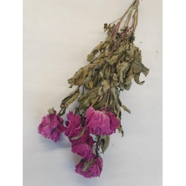 PIOENEN DONKER ROZE NATUREL PIOENEN DONKER ROZE NATUREL