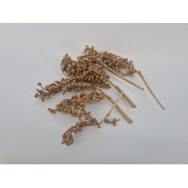 CANELLA OR 5PCS