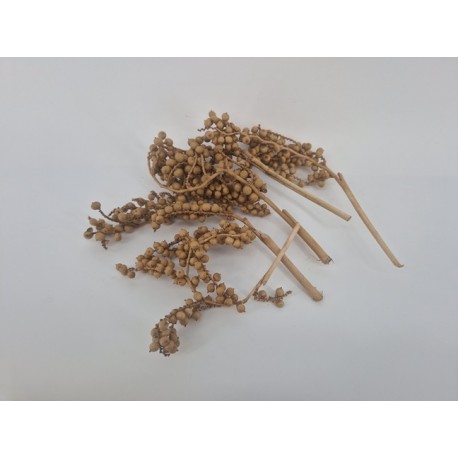 CANELLA OR 5PCS