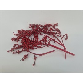CANELLA ROUGE 5PCS