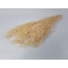 GYPSOPHILA MINI CREME +/-100GR