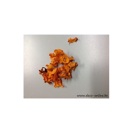 CURLY PODS ORANGE (APRICOT) +/30GR