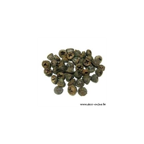 EUCALYPTUS FRUIT (PODS) NATUREL +/-200GR