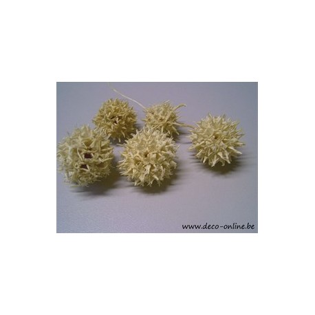 LIQUIDAMBAR (AMBERBAUM) BLANCHI +/-150GR