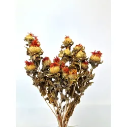 Carthamus orange naturel