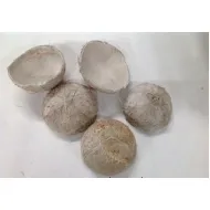 Coco nut shell half white wash 5st