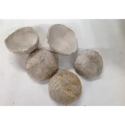 Coco nut shell half white wash 5st