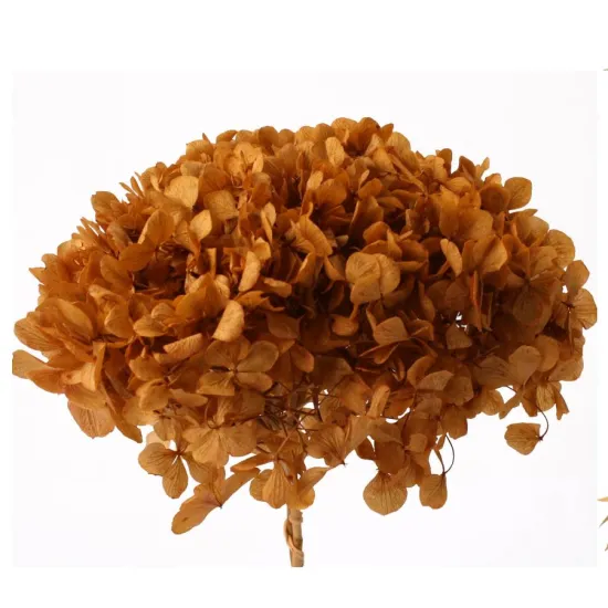Geconserveerde hortensia (hydrangea) aspen gold +/-15cm