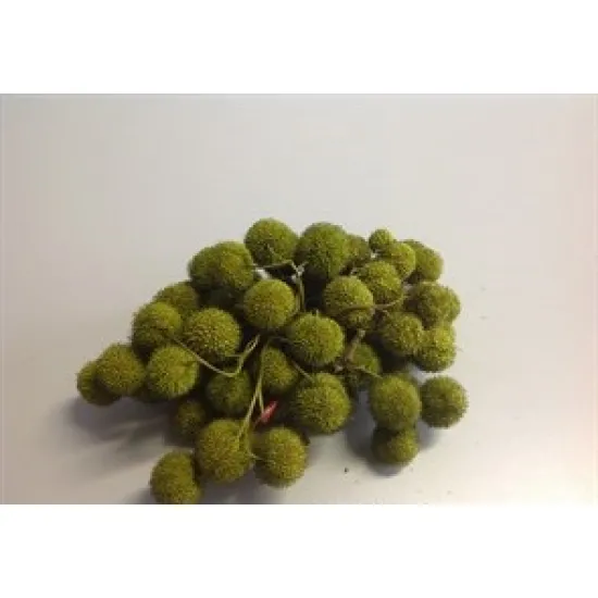 Plataanbollen mosgroen