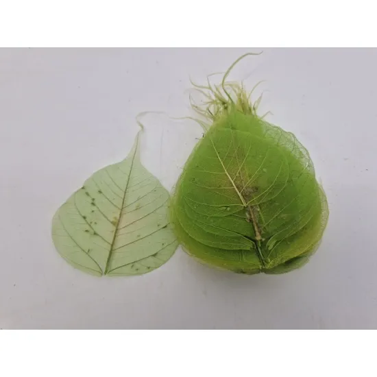 Skeletblad appelgroen (licht) 100st