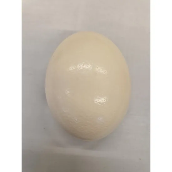 Ostrich egg 1pc