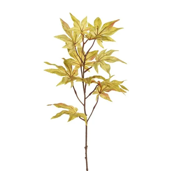 Esdoorn 75cm groen