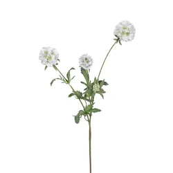 Scabiosa stellata 75cm blanc
