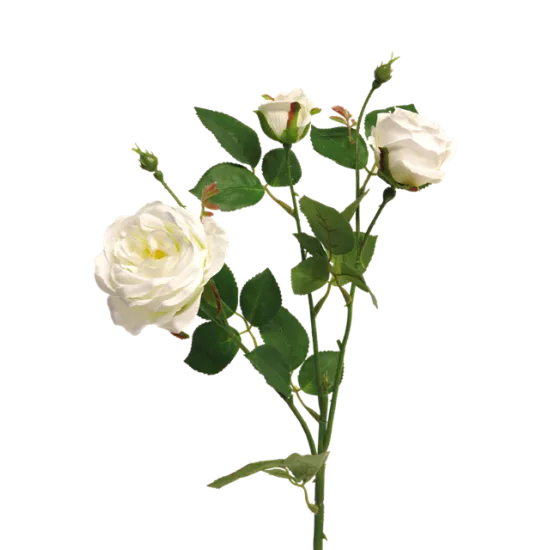 Italian rose x3 cream 61cm