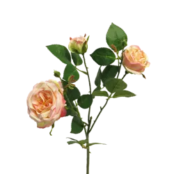 Rose italien x3 peach 61cm