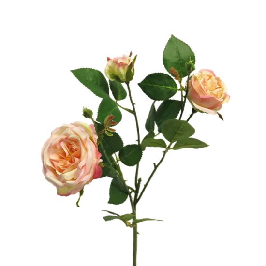 Italiaanse rozen x3 peach 61cm